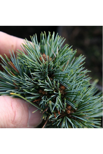 Pinus koraiensis ’Blue Ball’